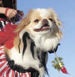 Pet Masquerade and Parade 2006 photo - Duval Street, Key West